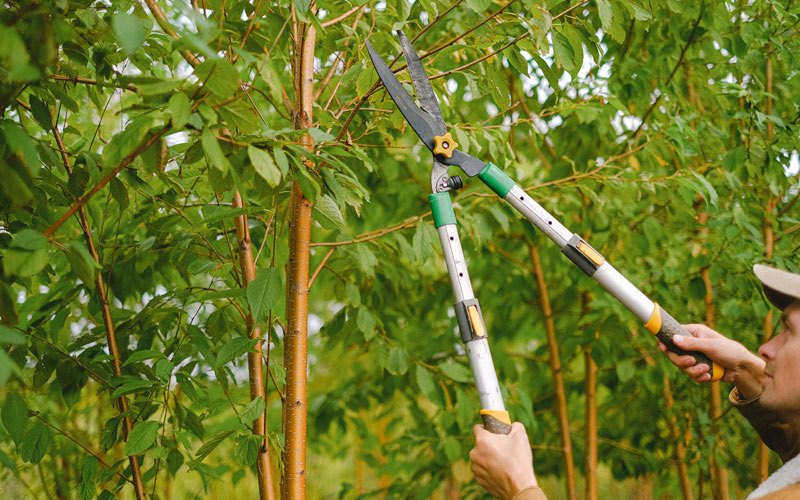 Tree trimming in Attalla, AL